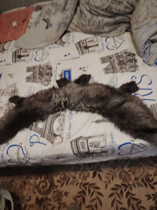 Мех чернобурка цельный