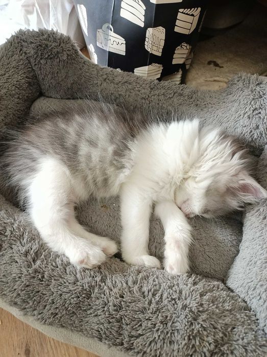 Котята бесплатно