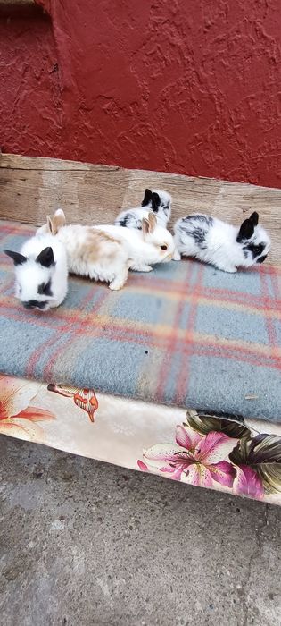 Iepurași cap de leu pitic mini