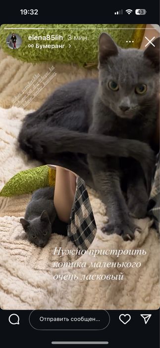 Отдам котика2.5-3мес