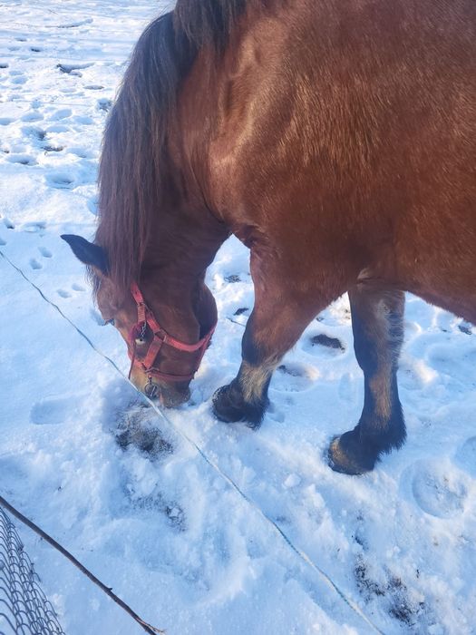 Noatină de vânzare