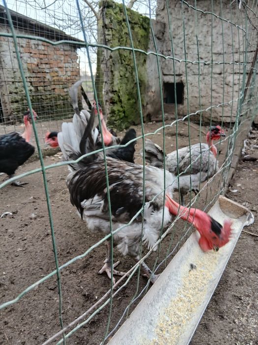 Oua gat golas de Transilvania