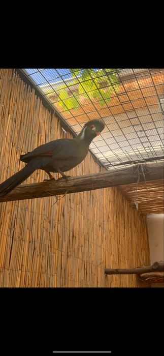 Pasari exotice turaco