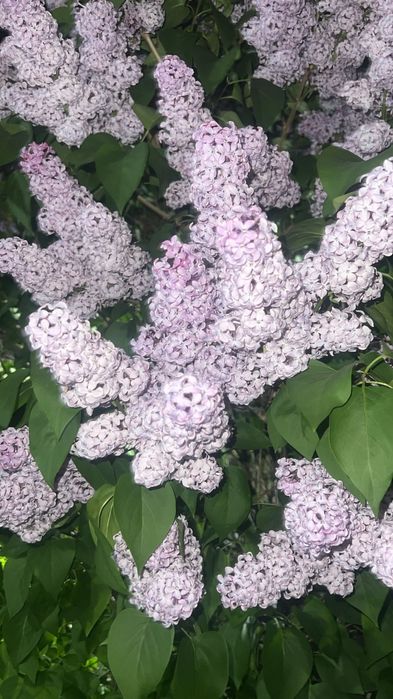 Сирень очень свежии