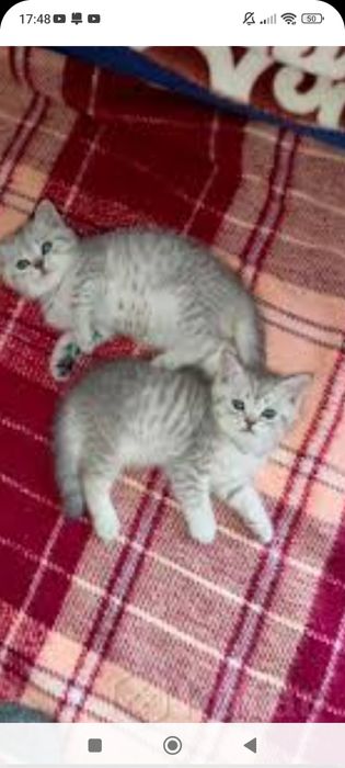 Шотланды 1,5 месяцев.