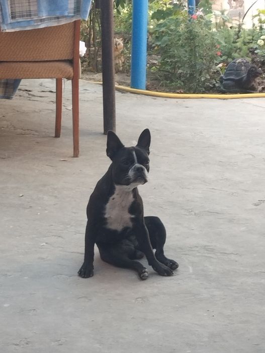 Ищем жениха для вязке с кабелëм породы французский бульдог