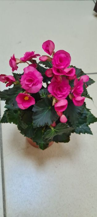 Продам комнатные цветы