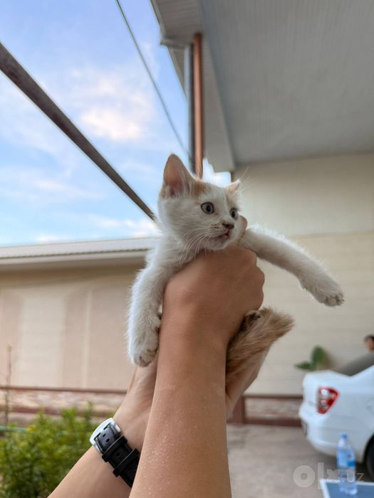 Отдам котят даром