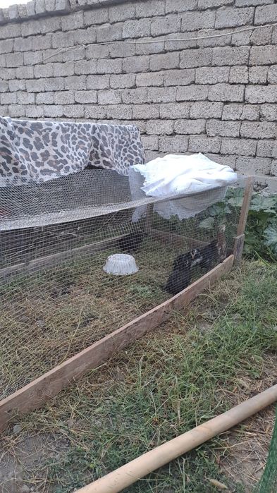 Продаются ПЕТУХИ , куры и цыплята