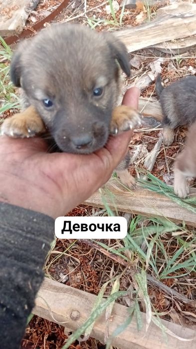 Щенки в добрые руки