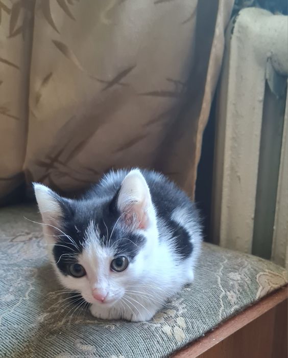 Отдам в добрые руки котенка девочку,