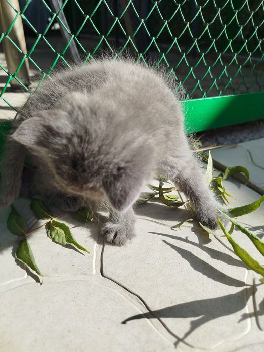Отдам котёнка, мальчик