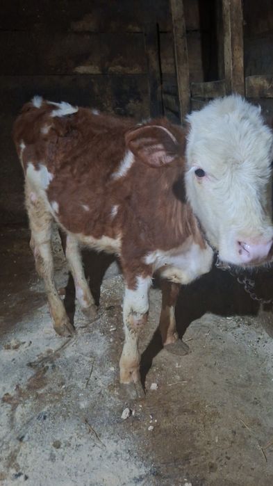 Vând vițică bălțată