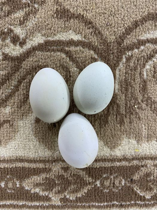 Qora shaxzoda tuxumlari