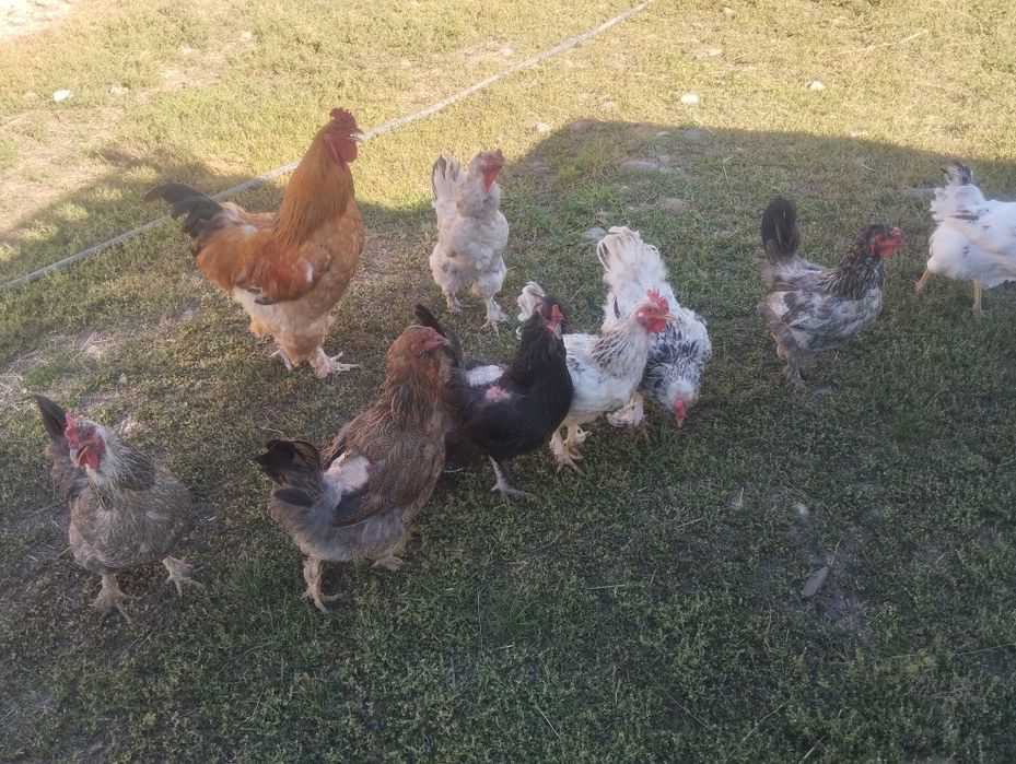 Срочно продам домашний курей
