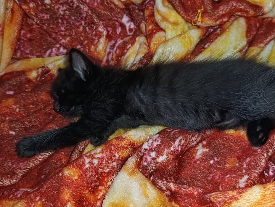 Котята! Бесплатно