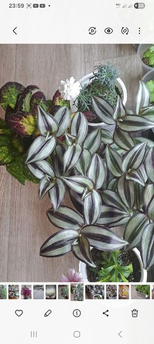 Продам колеусы/мультифлора