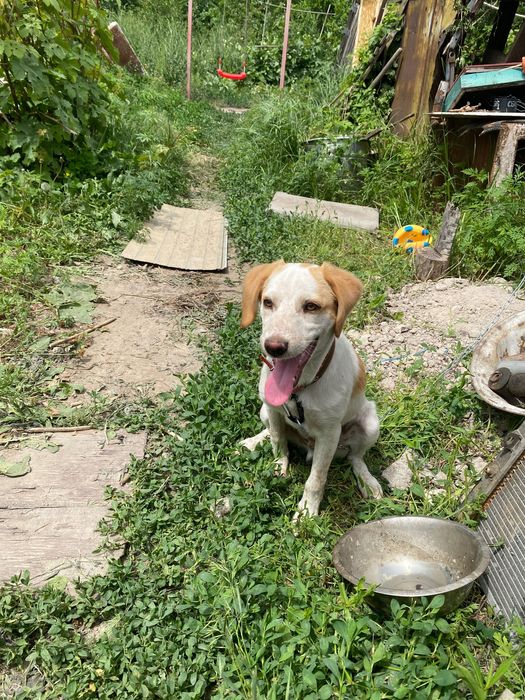 Отдам собаку в хорошую семью