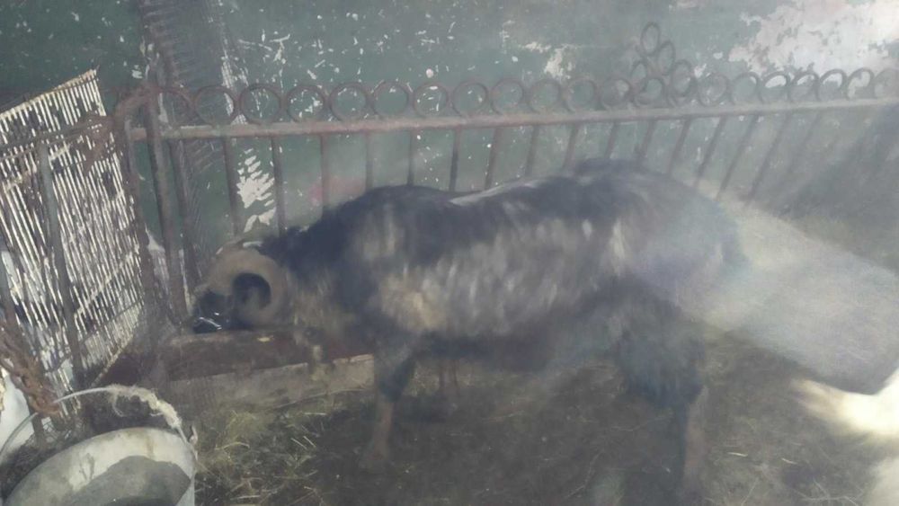 Продавам ярета и кози