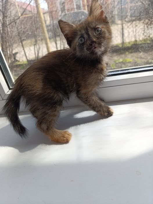 Кошечка в добрые руки