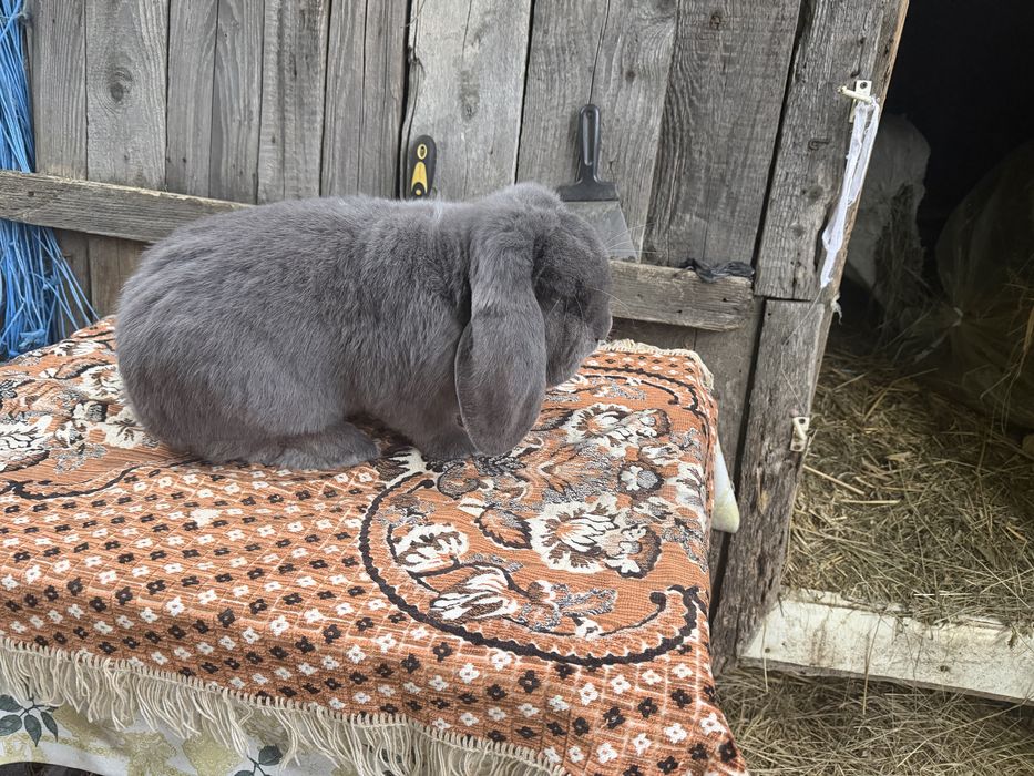 Iepuri berbec german maturi si tineret
