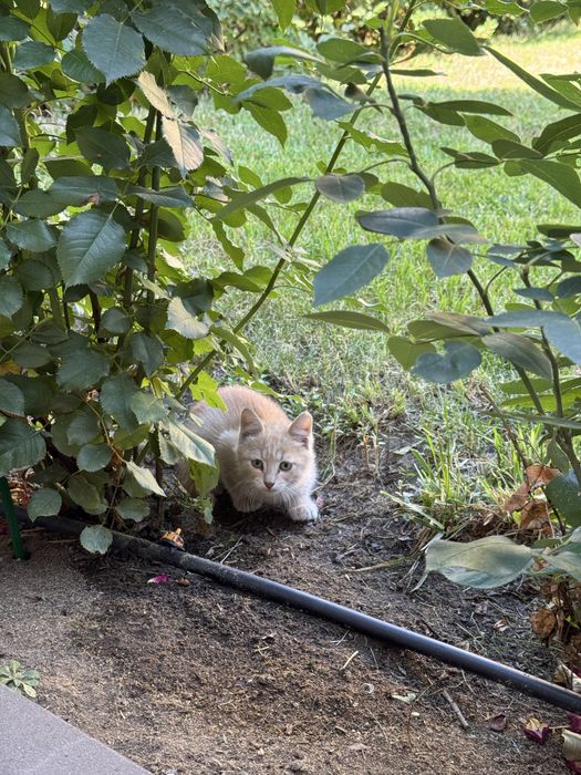 Отдаем маленького котенка, мальчик, в добрые руки