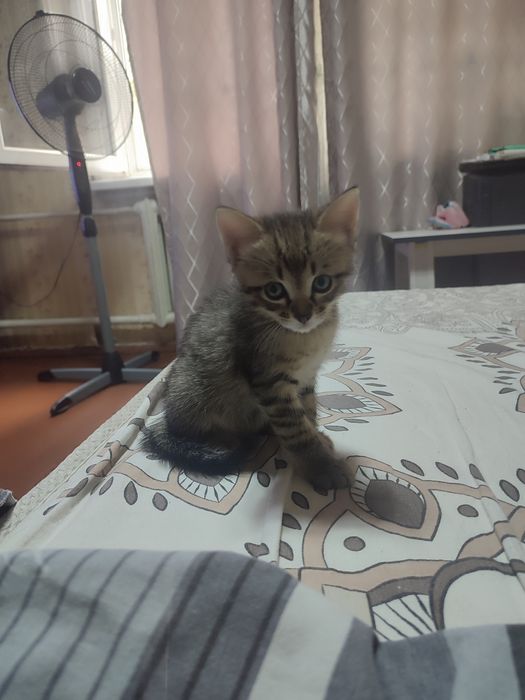 Продам котят !!!