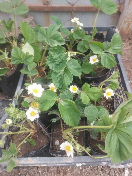 Рассада клубники