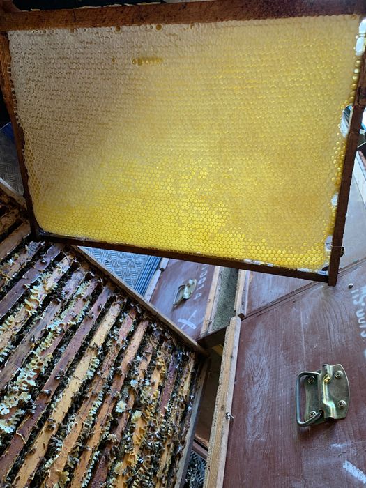 Miere de salcâm si polifloră