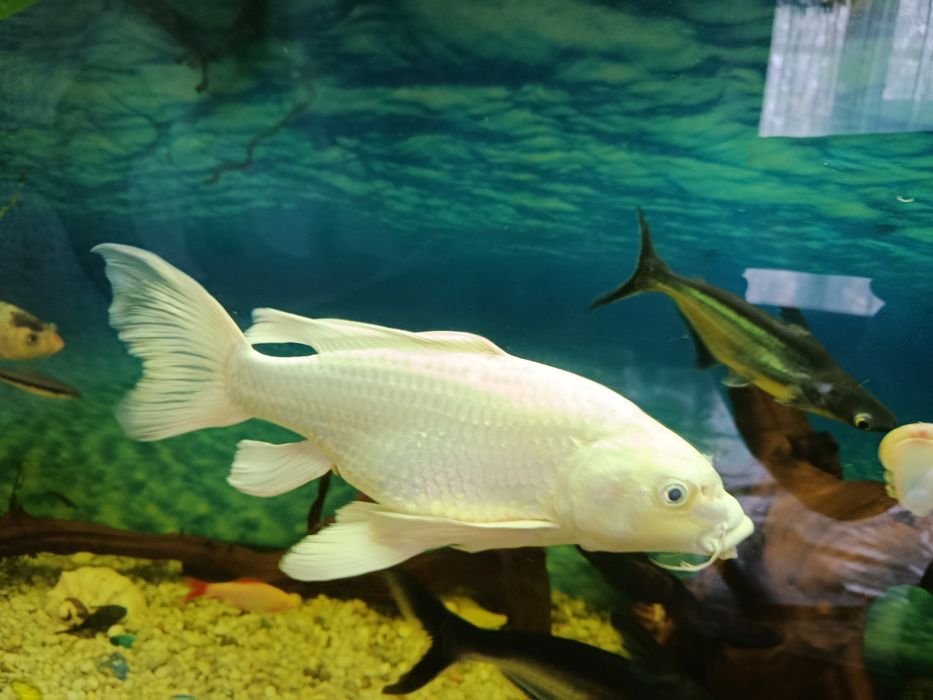 Продам  кои белого цвета, 30 см