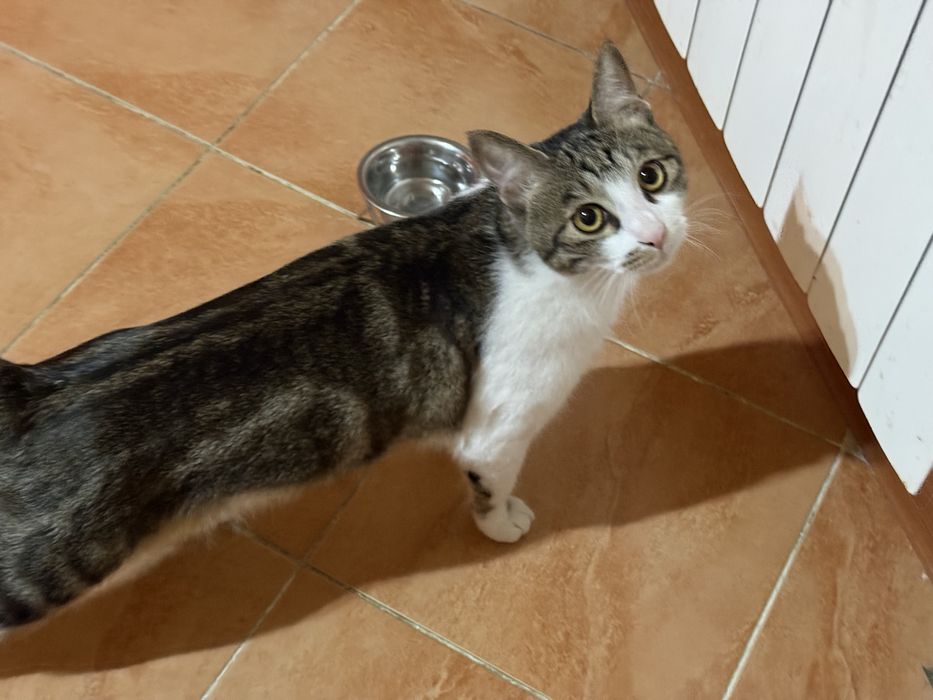 Котенок Baks $$$