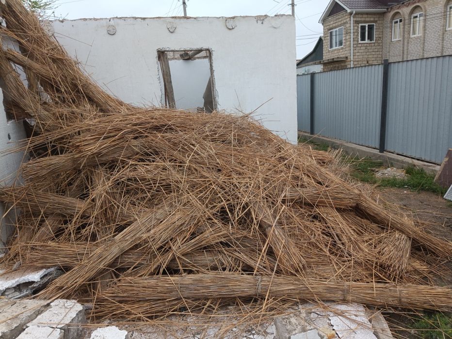 Камыс камыш бушный