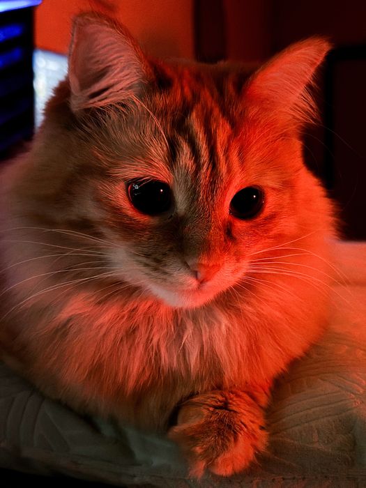 Кошечка 1,5 года