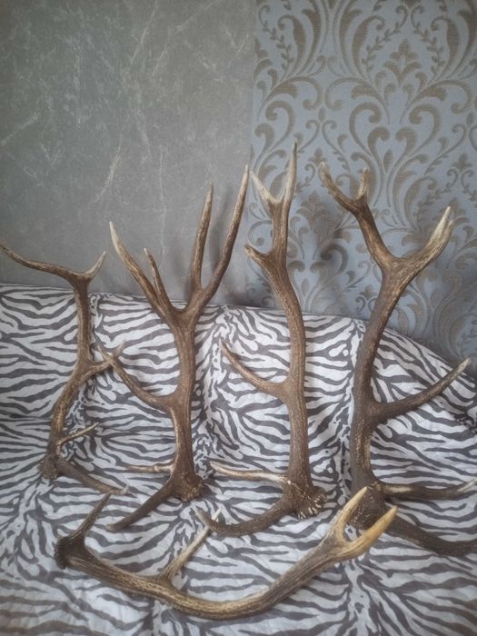 Еленски рога за декорация
