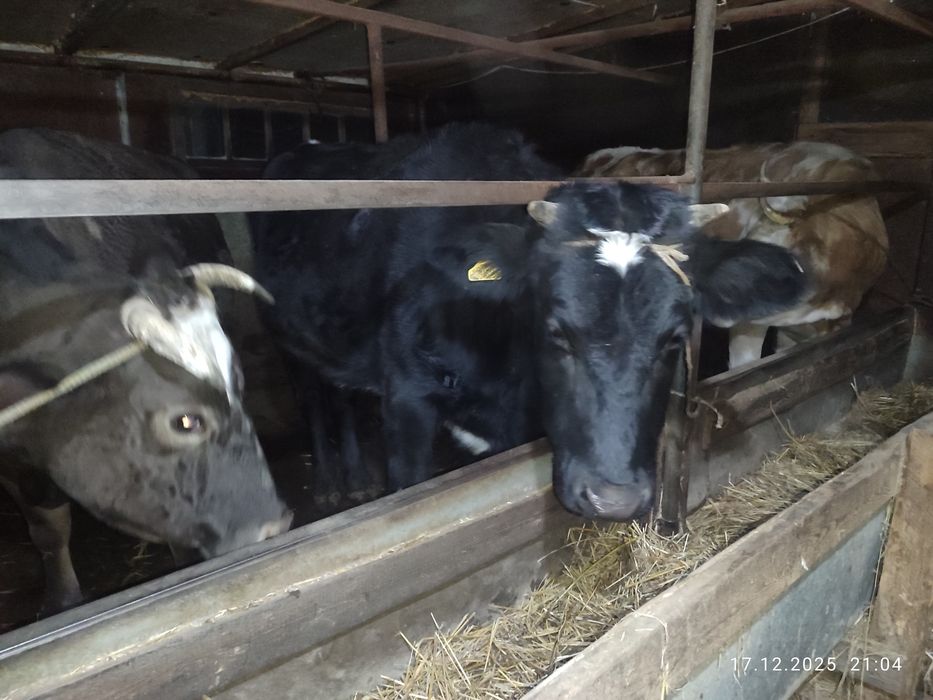 Кашарлар  сатылады!Продаются  телки!