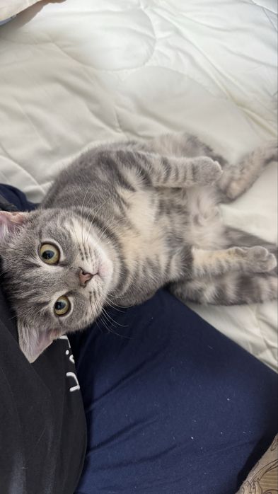 Продам котенка скоттиш