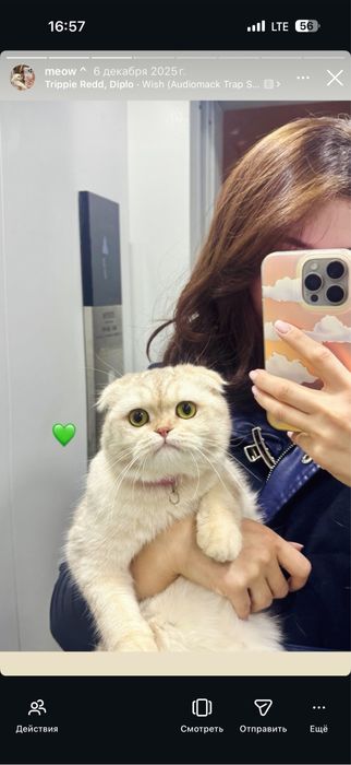 Кошка скотиш фолд