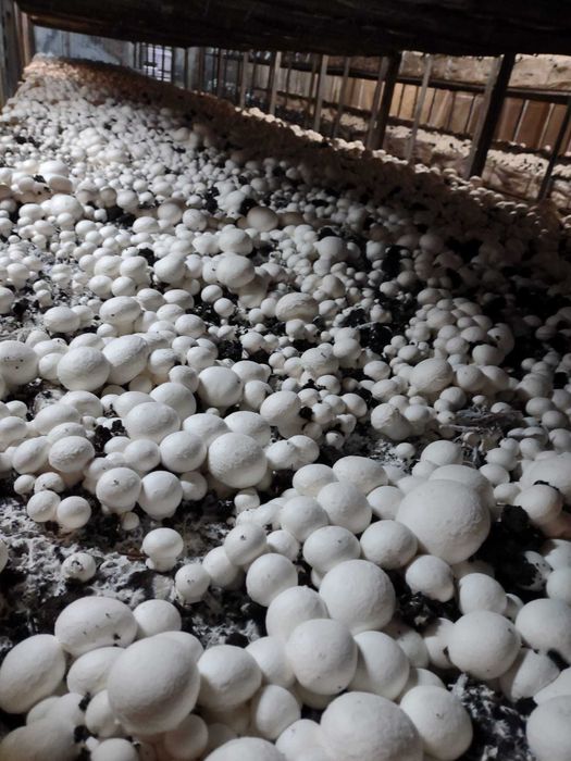 Ciuperci Champignon Albe Producator
