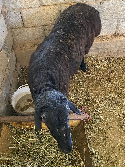 1 жасар кошкарлар