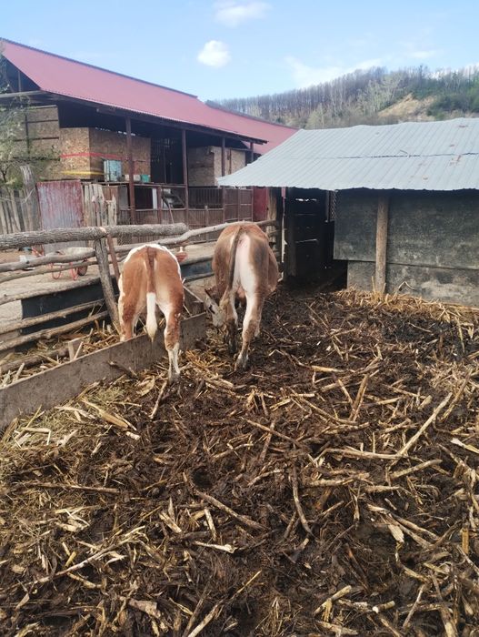 Tăurași de vânzare, mai multe detalii la numărul de telefon 0771510886