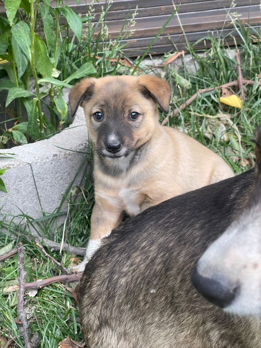 Щенок кабель в хорошие руки