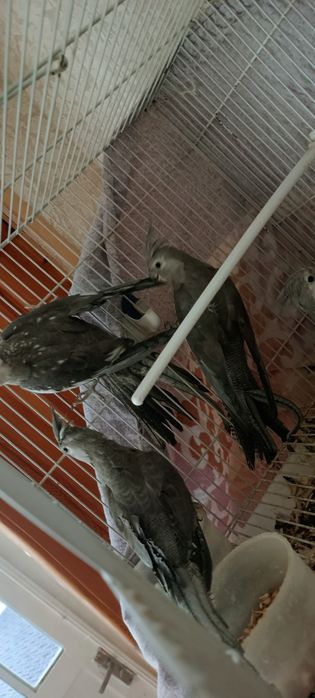 5 ta pokiston tòtilari bor erke hammasi