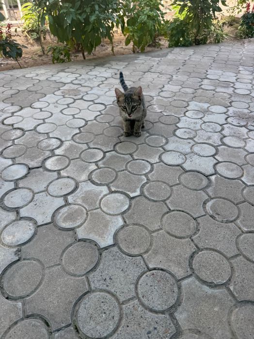 Отдам кошку в хорошие руки