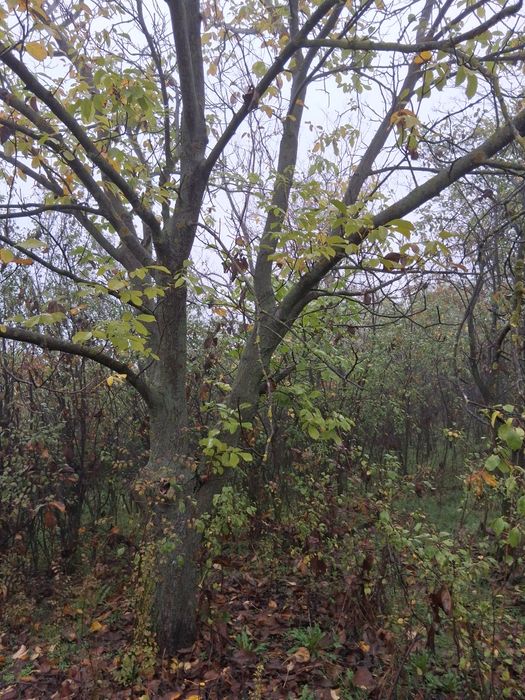 Vând  2 trunchiuri de nuc