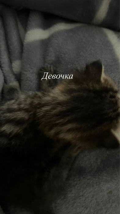 Отдам котят: девочки и мальчики