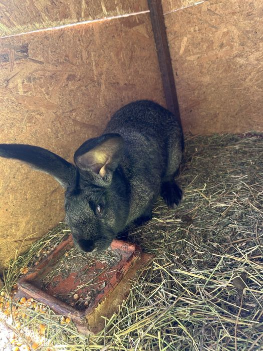 Iepuri uriasi german