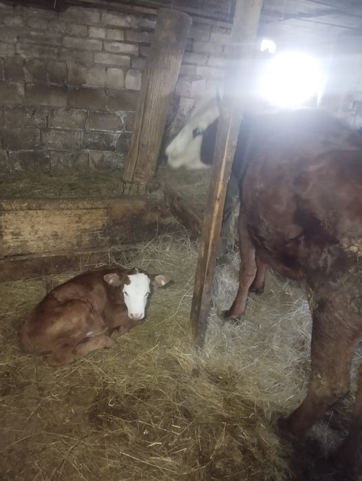Продам корову с теленком.