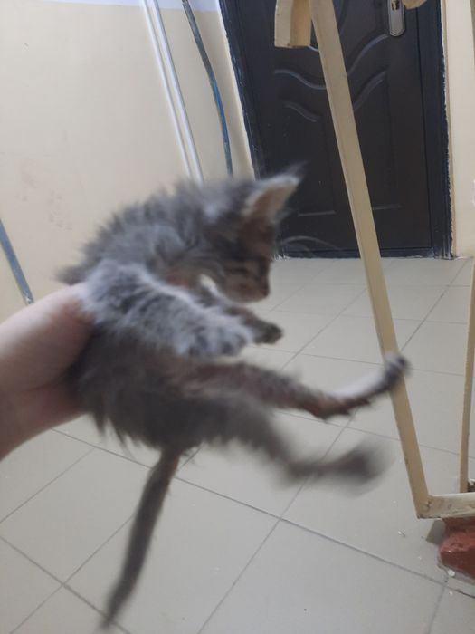 Ищем дом для маленького котёнка-мальчика.