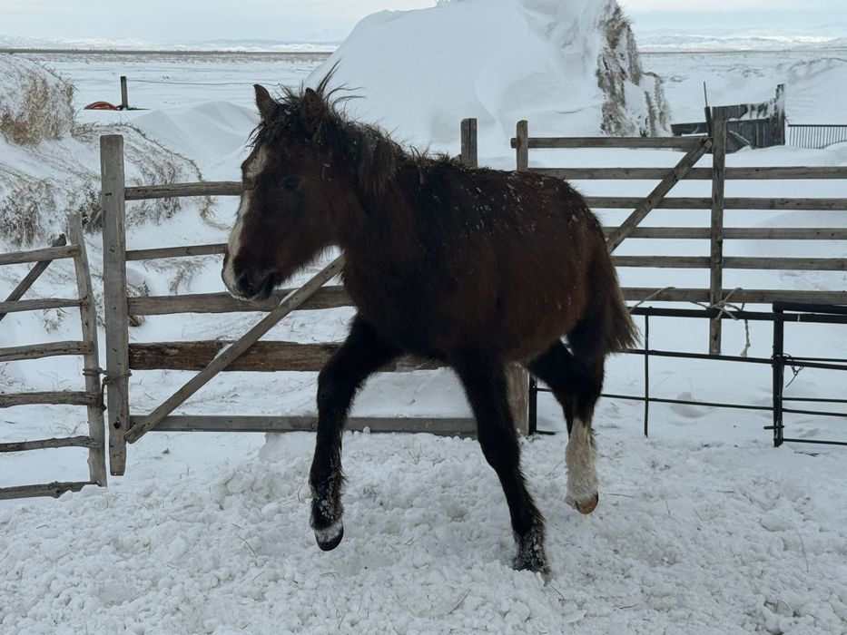 Жабагы. Продам 220мын