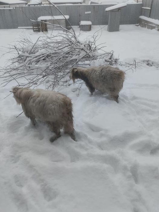 Продам серке ,зааненская теке